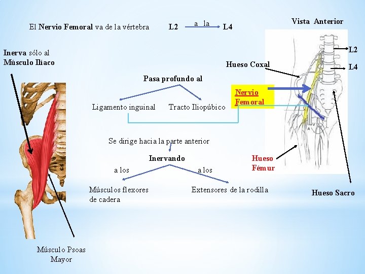 El Nervio Femoral va de la vértebra L 2 a la Vista Anterior L