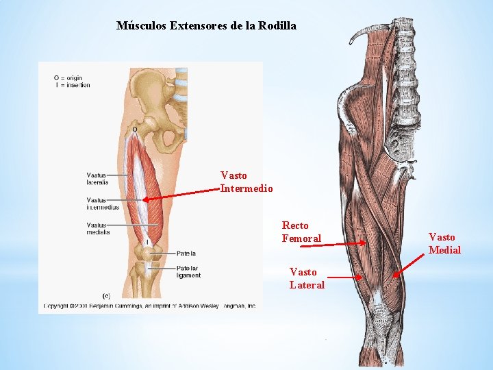 Músculos Extensores de la Rodilla Vasto Intermedio Recto Femoral Vasto Lateral Vasto Medial 