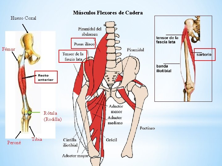 Músculos Flexores de Cadera Hueso Coxal Fémur Rótula (Rodilla) Peroné Tibia 