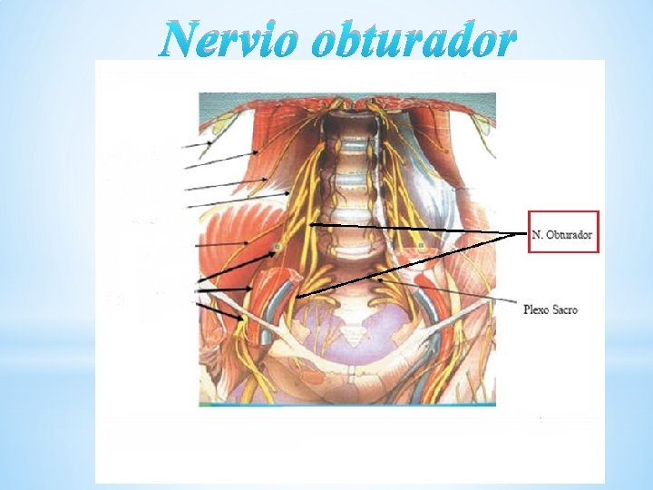 Nervio obturador 