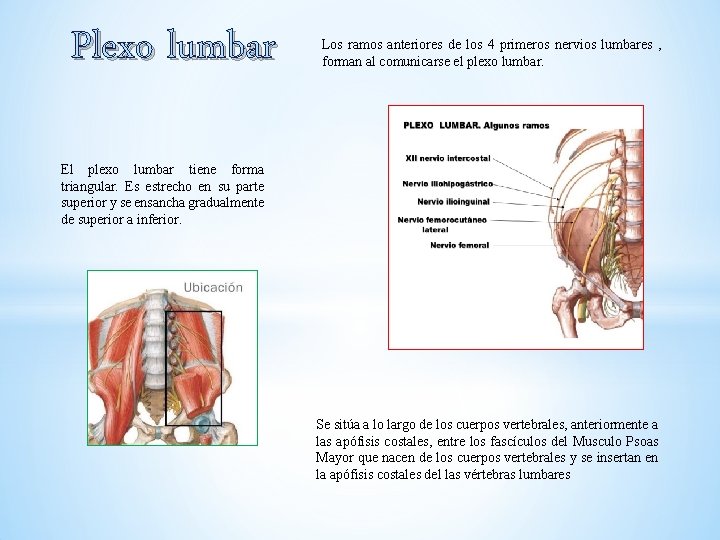 Plexo lumbar Los ramos anteriores de los 4 primeros nervios lumbares , forman al