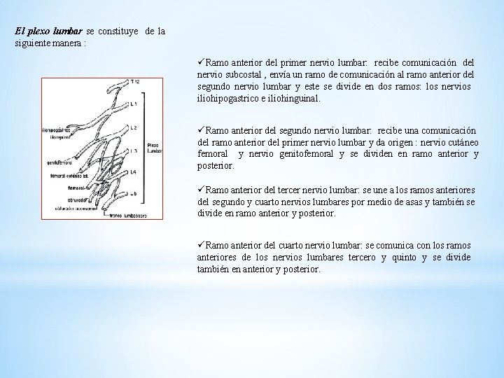 El plexo lumbar se constituye de la siguiente manera : üRamo anterior del primer