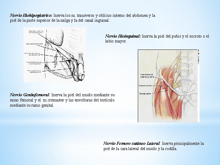 Nervio Iliohipogástrico: Inerva los m. transverso y oblícuo interno del abdomen y la piel