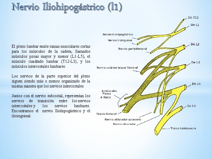 Nervio Iliohipogástrico (l 1) El plexo lumbar emite ramas musculares cortas para los músculos