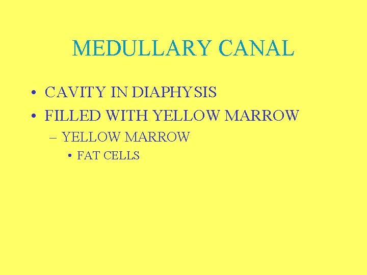 MEDULLARY CANAL • CAVITY IN DIAPHYSIS • FILLED WITH YELLOW MARROW – YELLOW MARROW