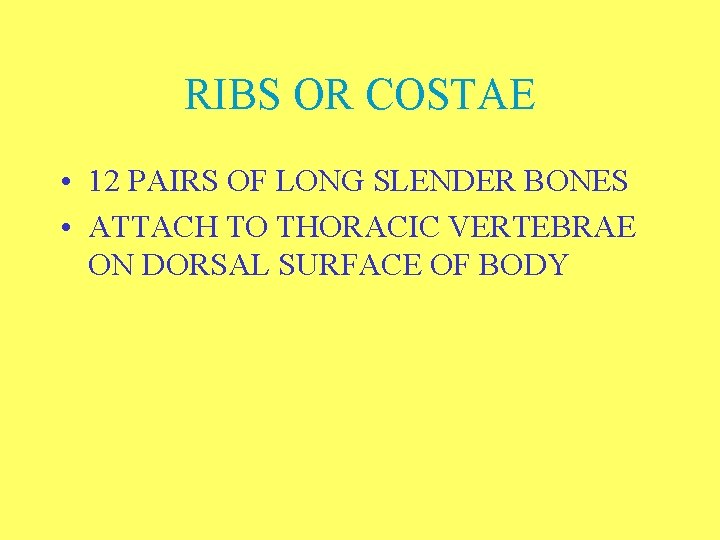 RIBS OR COSTAE • 12 PAIRS OF LONG SLENDER BONES • ATTACH TO THORACIC