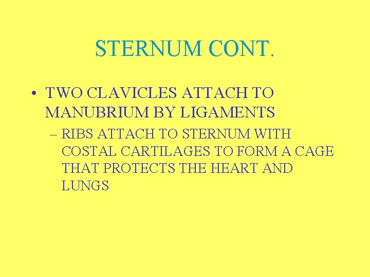 STERNUM CONT. • TWO CLAVICLES ATTACH TO MANUBRIUM BY LIGAMENTS – RIBS ATTACH TO