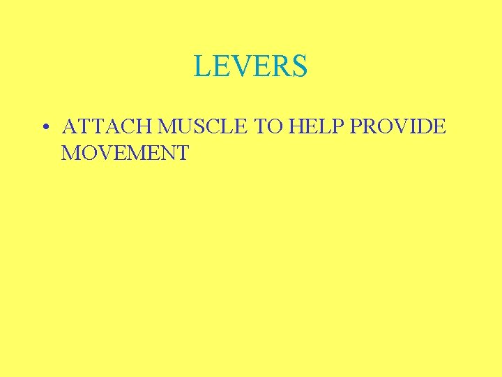 LEVERS • ATTACH MUSCLE TO HELP PROVIDE MOVEMENT 