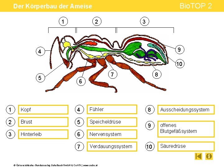 Bio. TOP 2 Der Körperbau der Ameise 1 2 3 9 4 10 5
