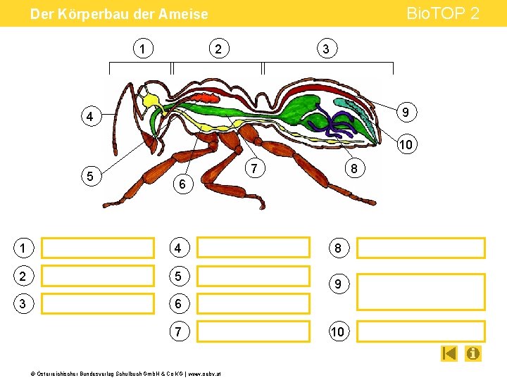 Bio. TOP 2 Der Körperbau der Ameise 1 2 3 9 4 10 5