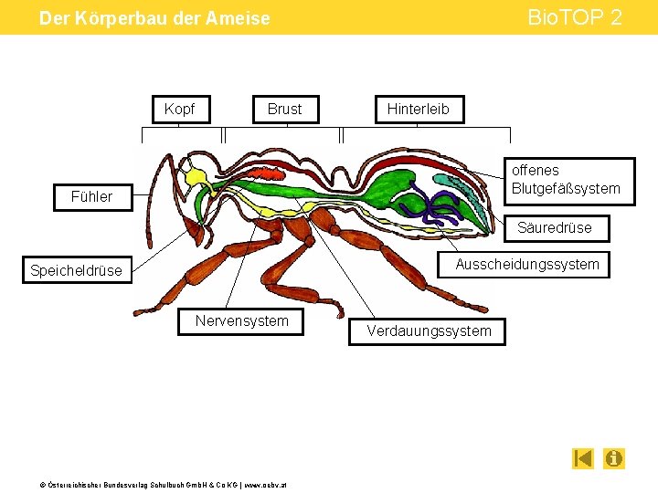 Bio. TOP 2 Der Körperbau der Ameise Kopf Brust Hinterleib offenes Blutgefäßsystem Fühler Säuredrüse