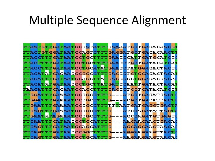 Multiple Sequence Alignment 