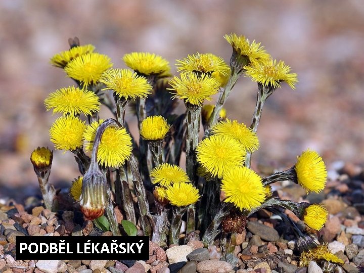 PODBĚL LÉKAŘSKÝ 