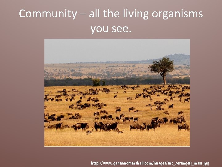 Community – all the living organisms you see. http: //www. ganeandmarshall. com/images/tnz_serengeti_main. jpg 