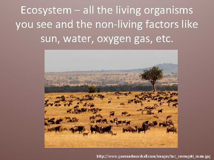 Ecosystem – all the living organisms you see and the non-living factors like sun,