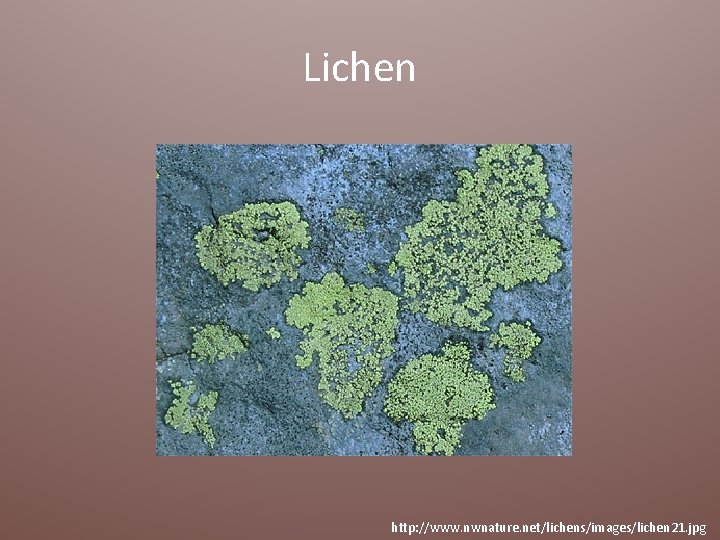 Lichen http: //www. nwnature. net/lichens/images/lichen 21. jpg 