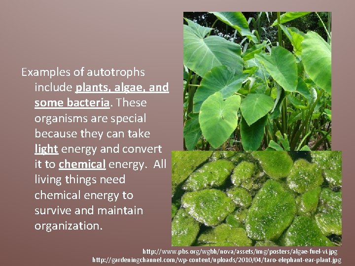 Examples of autotrophs include plants, algae, and some bacteria. These organisms are special because