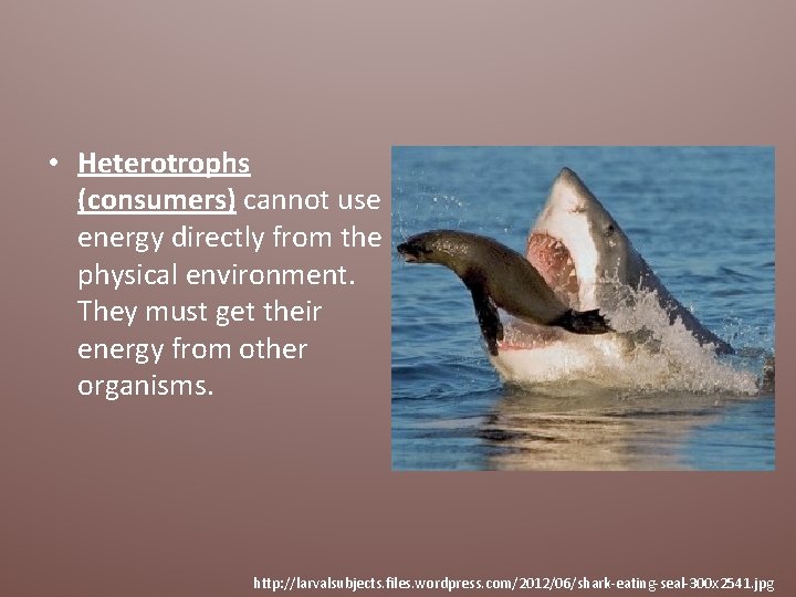  • Heterotrophs (consumers) cannot use energy directly from the physical environment. They must