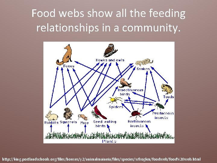 Food webs show all the feeding relationships in a community. http: //king. portlandschools. org/files/houses/y