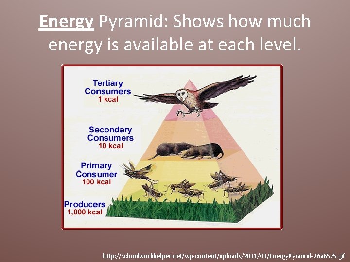 Energy Pyramid: Shows how much energy is available at each level. http: //schoolworkhelper. net/wp-content/uploads/2011/01/Energy.