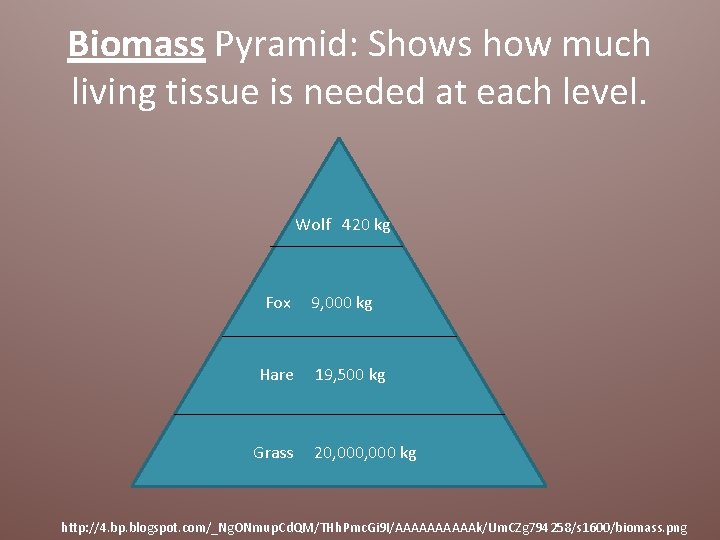 Biomass Pyramid: Shows how much living tissue is needed at each level. Wolf 420