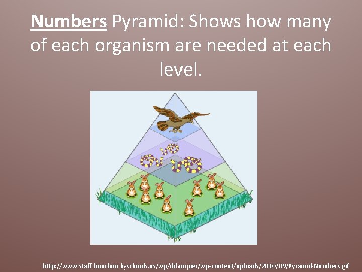 Numbers Pyramid: Shows how many of each organism are needed at each level. http: