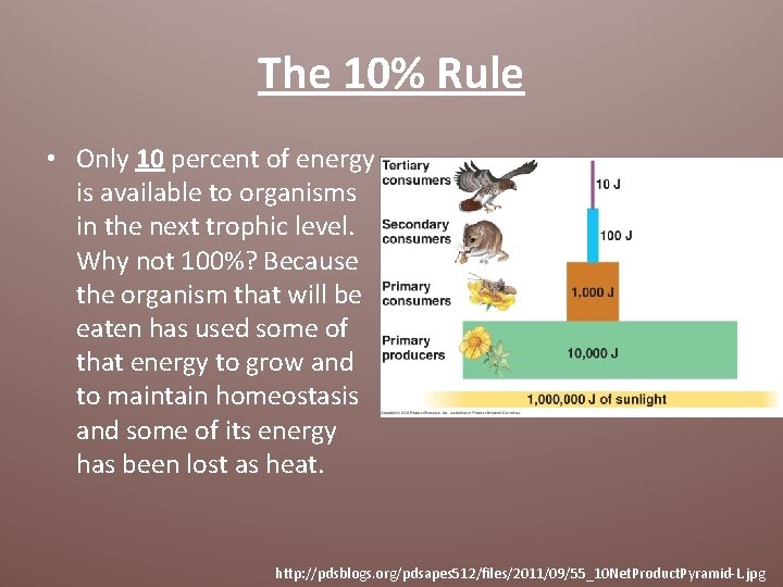 The 10% Rule • Only 10 percent of energy is available to organisms in