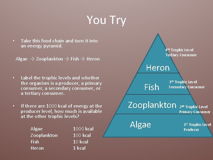 You Try • Take this food chain and turn it into an energy pyramid.