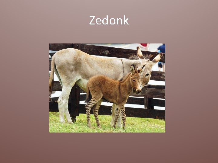Zedonk 
