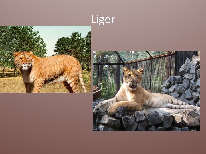 Liger 