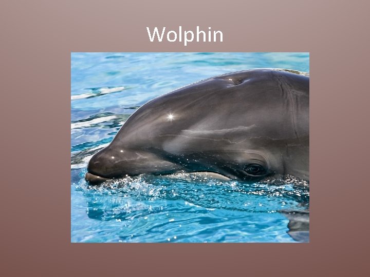 Wolphin 