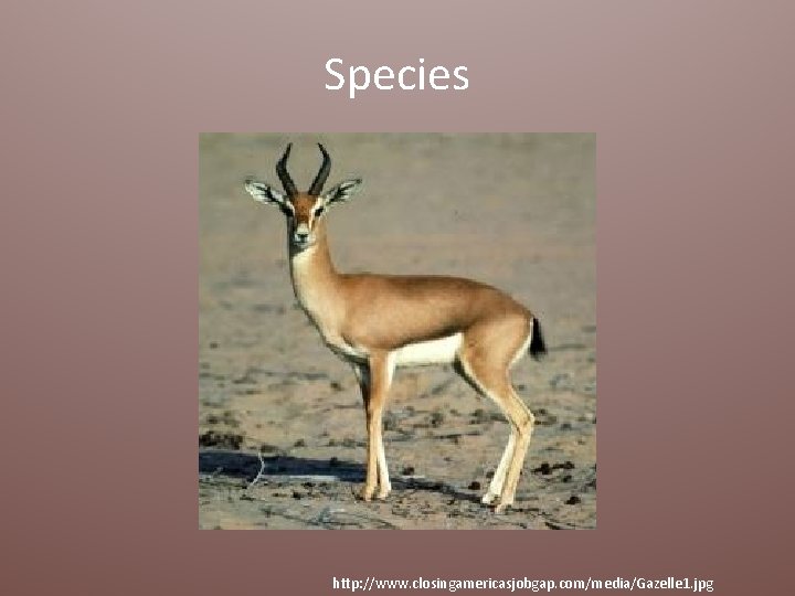 Species http: //www. closingamericasjobgap. com/media/Gazelle 1. jpg 