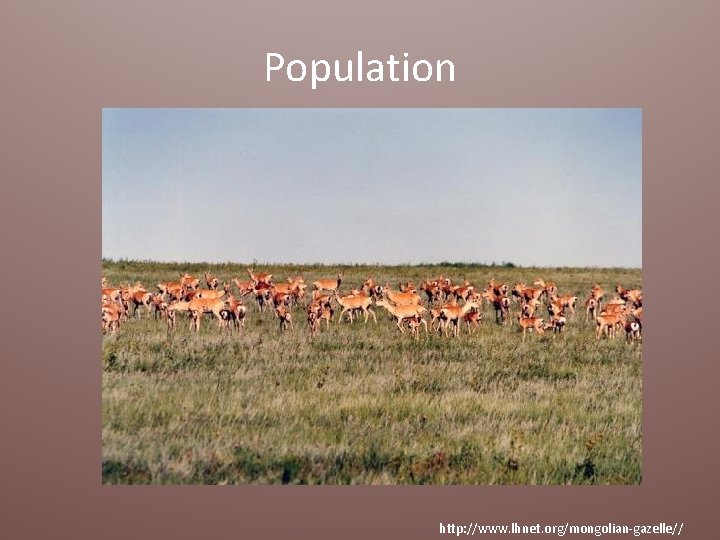 Population http: //www. lhnet. org/mongolian-gazelle// 