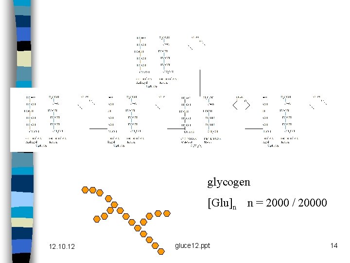 glycogen [Glu]n n = 2000 / 20000 12. 10. 12 gluce 12. ppt 14