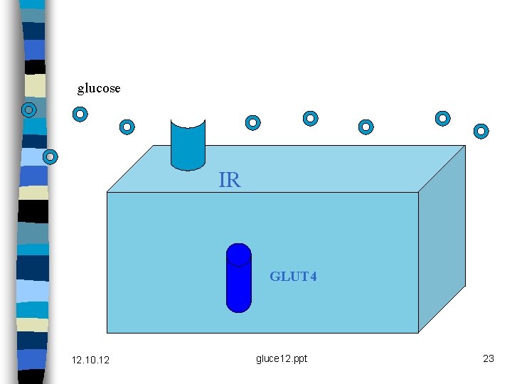 glucose IR GLUT 4 12. 10. 12 gluce 12. ppt 23 
