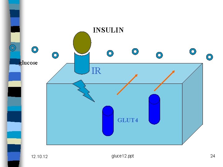 INSULIN glucose IR GLUT 4 12. 10. 12 gluce 12. ppt 24 