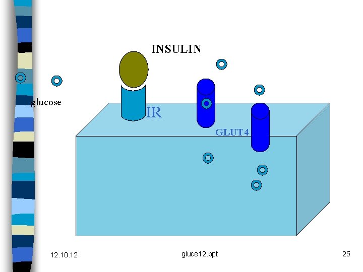 INSULIN glucose IR GLUT 4 12. 10. 12 gluce 12. ppt 25 