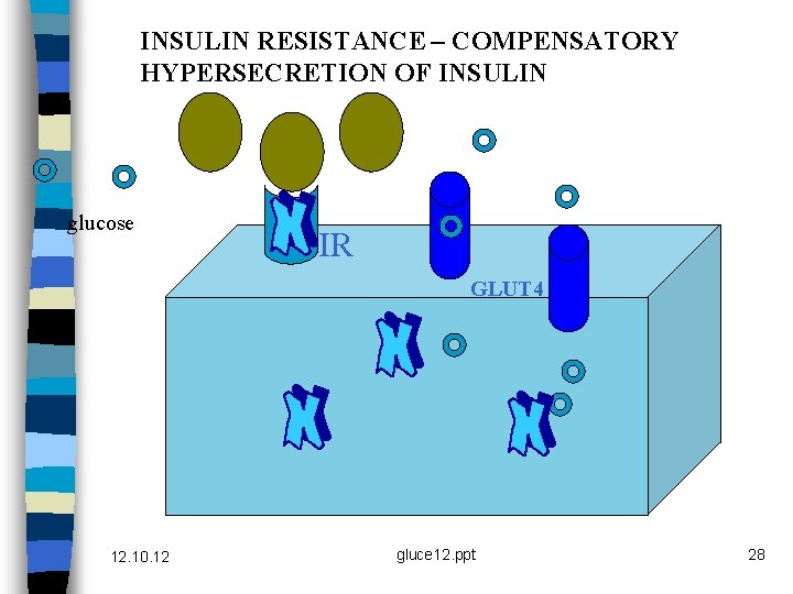 INSULIN RESISTANCE – COMPENSATORY HYPERSECRETION OF INSULIN glucose IR GLUT 4 12. 10. 12