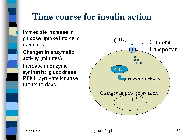 Time course for insulin action Immediate increase in glucose uptake into cells (seconds) n