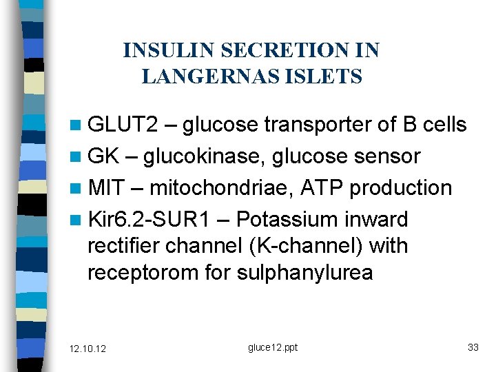INSULIN SECRETION IN LANGERNAS ISLETS n GLUT 2 – glucose transporter of B cells