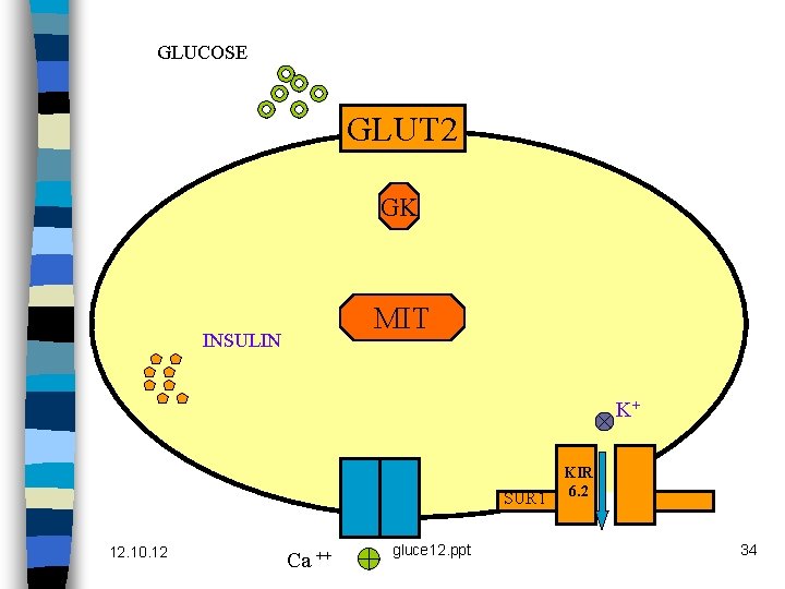 GLUCOSE GLUT 2 GK MIT INSULIN K+ SUR 1 12. 10. 12 Ca ++