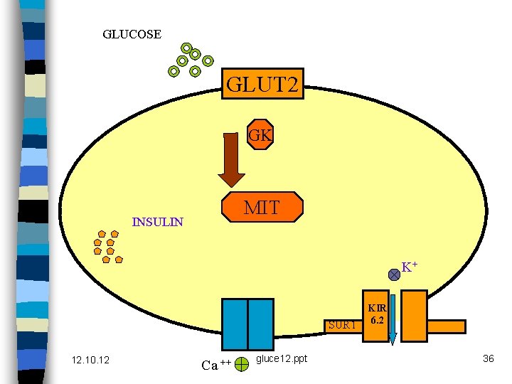 GLUCOSE GLUT 2 GK MIT INSULIN K+ SUR 1 12. 10. 12 Ca ++