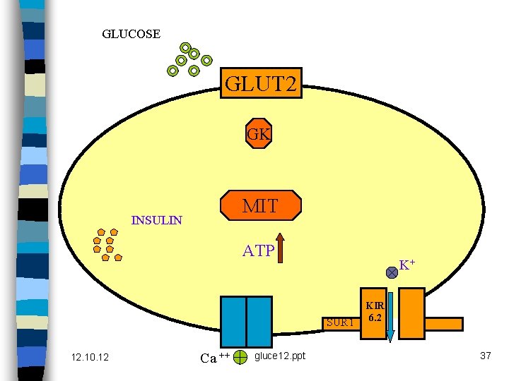 GLUCOSE GLUT 2 GK MIT INSULIN ATP K+ SUR 1 12. 10. 12 Ca