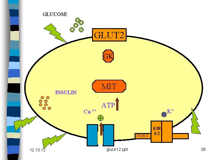 GLUCOSE GLUT 2 GK MIT INSULIN Ca ++ ATP K+ SUR 1 12. 10.