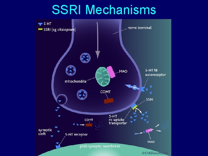 SSRI Mechanisms 