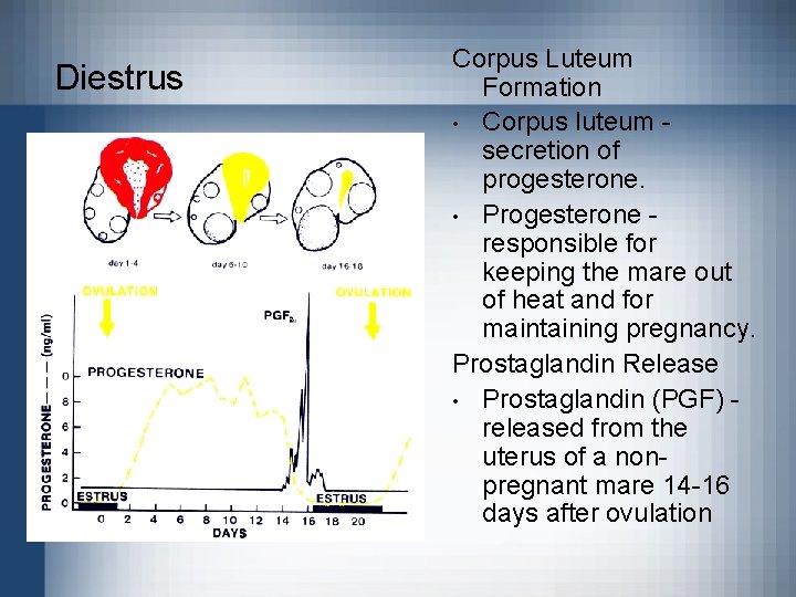 Diestrus Corpus Luteum Formation • Corpus luteum secretion of progesterone. • Progesterone responsible for