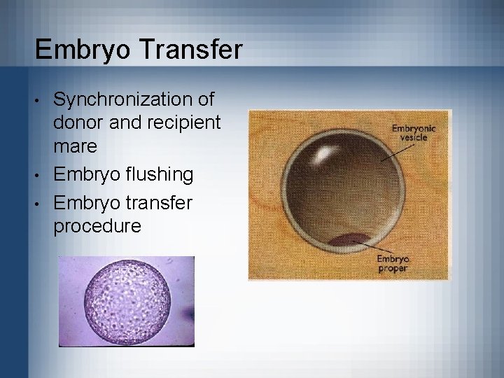 Embryo Transfer • • • Synchronization of donor and recipient mare Embryo flushing Embryo