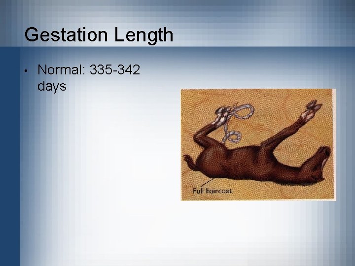 Gestation Length • Normal: 335 -342 days 