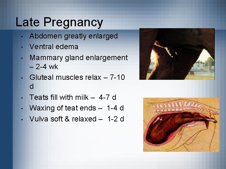 Late Pregnancy • • Abdomen greatly enlarged Ventral edema Mammary gland enlargement – 2