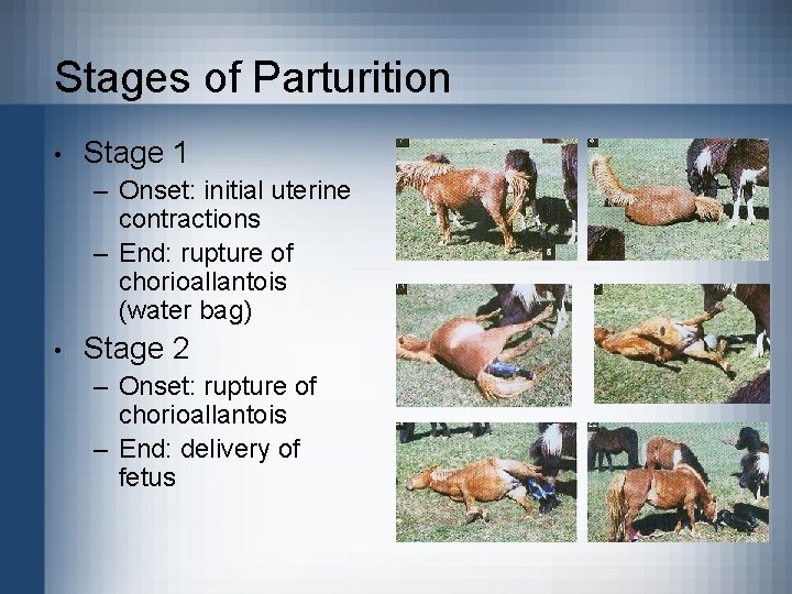 Stages of Parturition • Stage 1 – Onset: initial uterine contractions – End: rupture